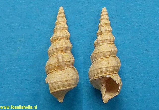 Hemicerithium gardneri