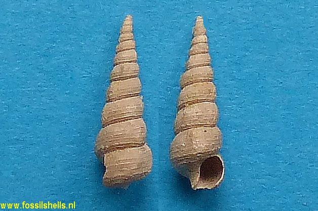 Hemicerithium terebrale