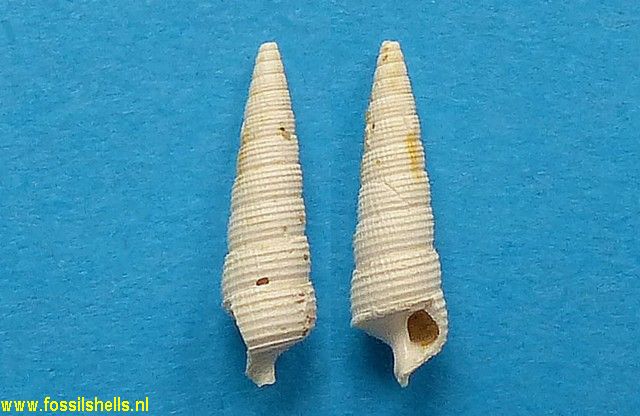 Bittium cancellatum ecostatum