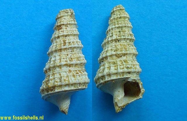 Orthochetus lefroyanus