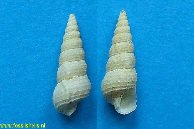 Cerithidea subpunctata