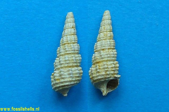 Granulolabium scruposum