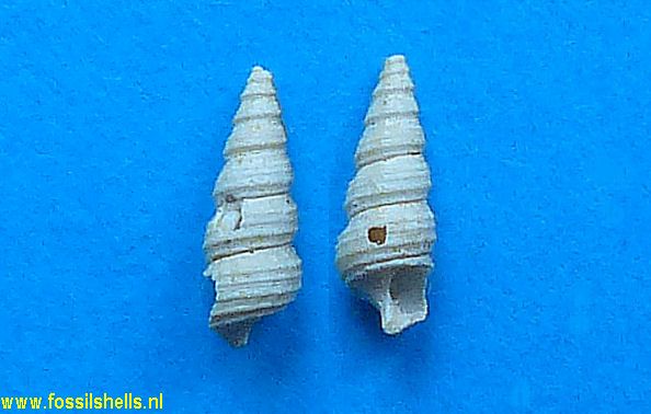 Granulolabium obscurum