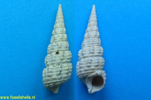 Granulolabium multinodosum