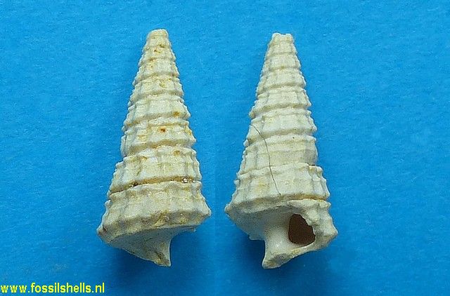 Terebralia tritaenia