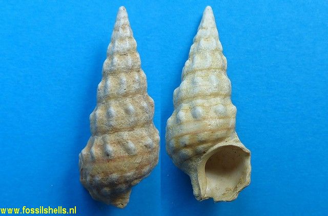Batillaria pleurotomoides