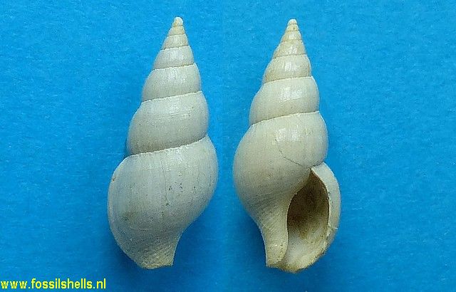 Siphopsis denudata