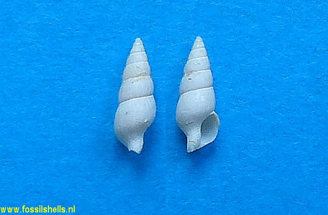 Mitrella columbelloides
