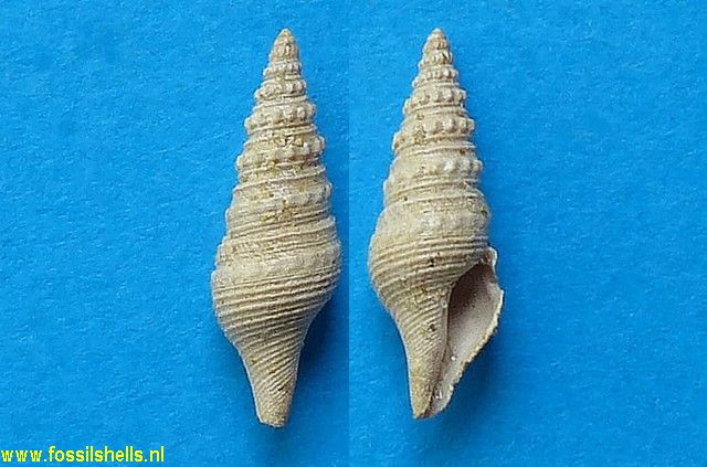Gemmula wateleti