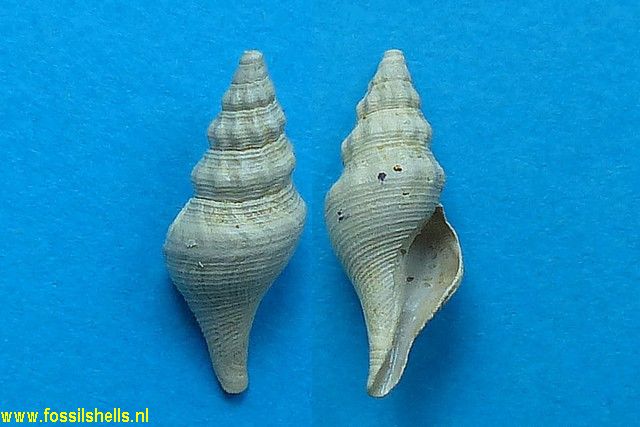 Gemmula mellevillei