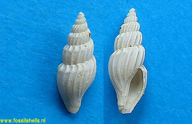 Mangelia coplicata
