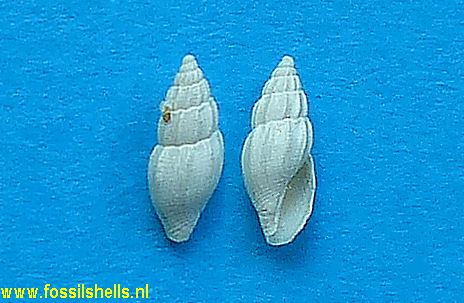 Mangelia semicostulata
