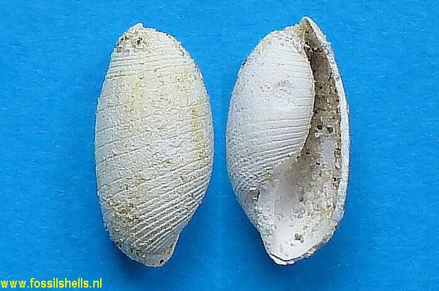 Mirascapha scaphandroides