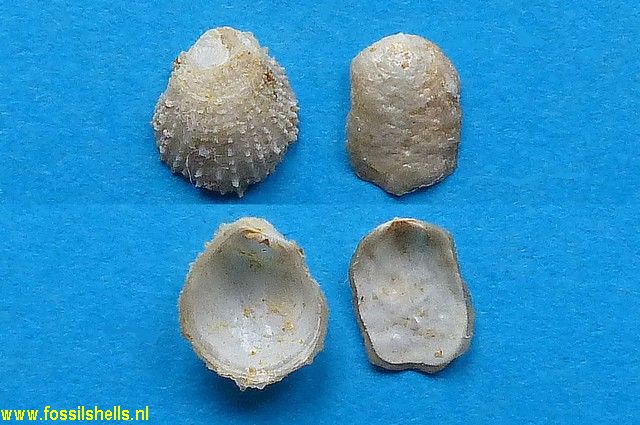 Plicatula phymatophora