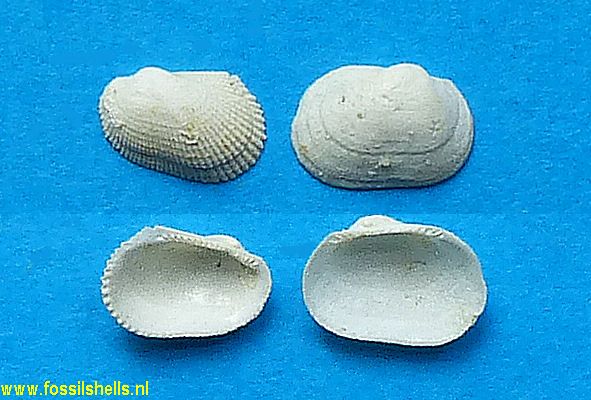 Barbatia articulata