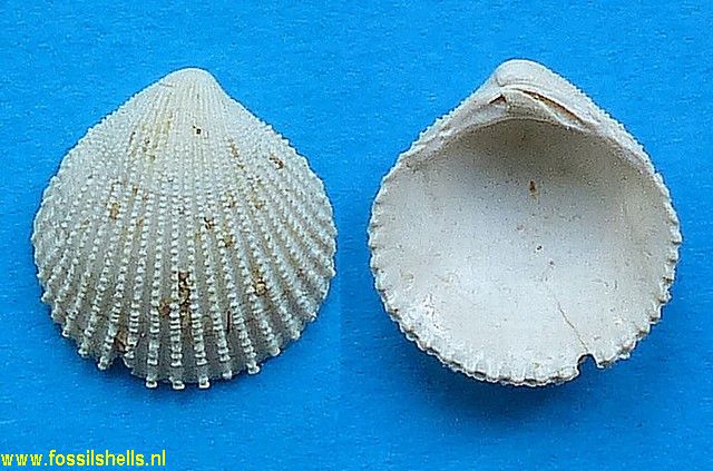Cyclocardia ornata