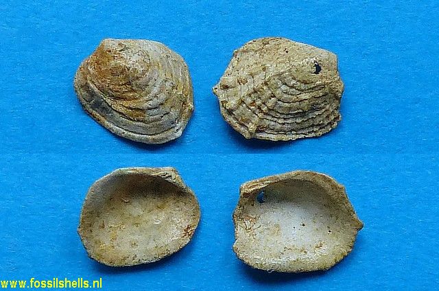 Goossensia irregularis