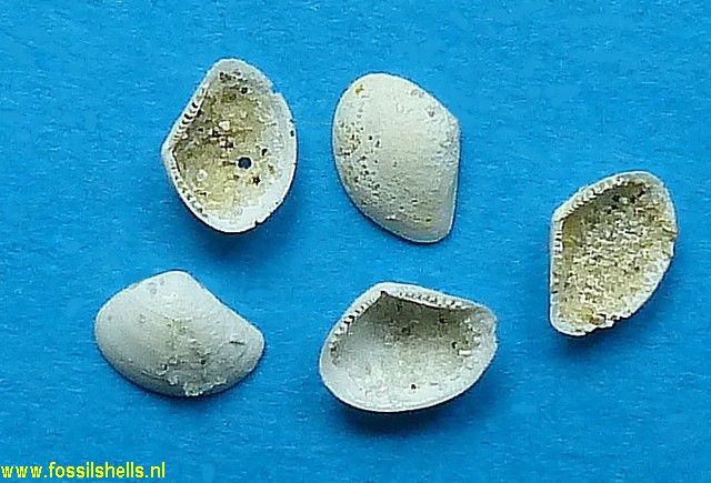 Nuculana prisca