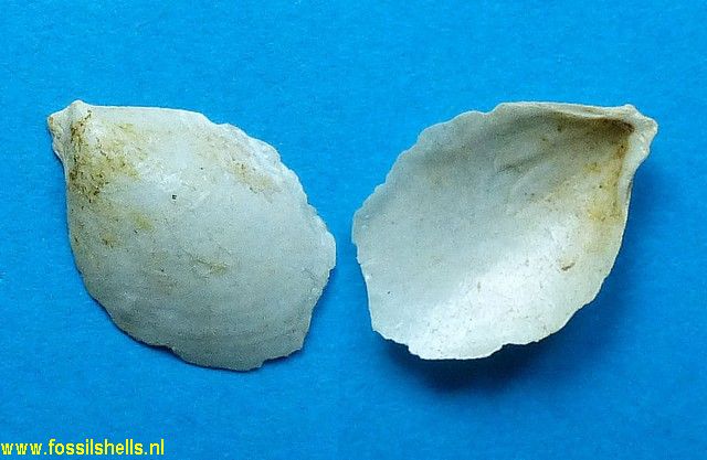 Aviculoperna calvimontana