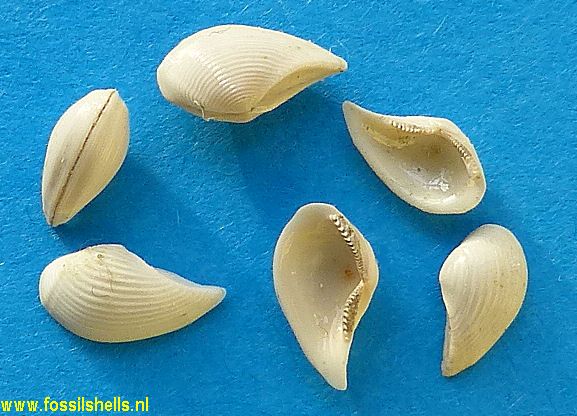 Nuculana proteracuta diamesa