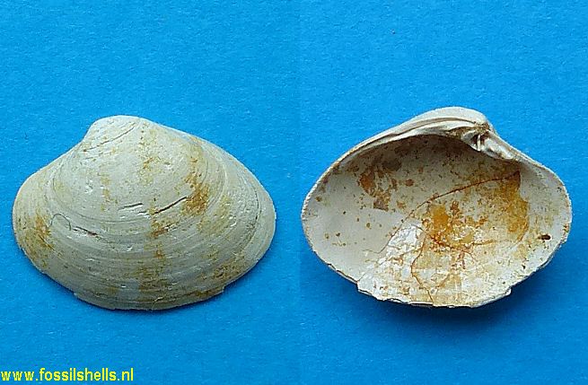Macrocallista waltonensis