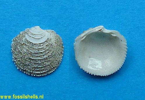 Phacoides calhounensis