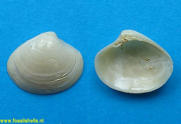 Transennella dasa makra