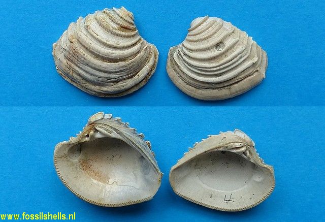 Chione burnsii discreta