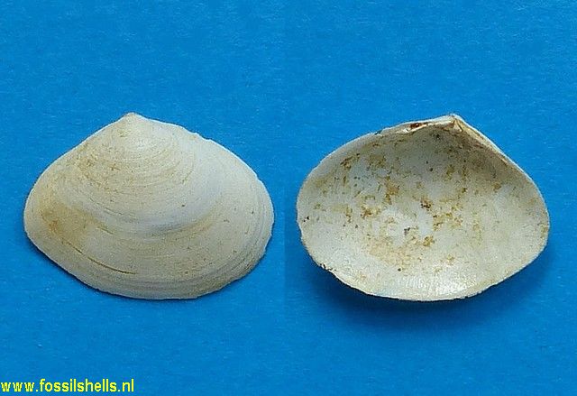 Mactra nasuta