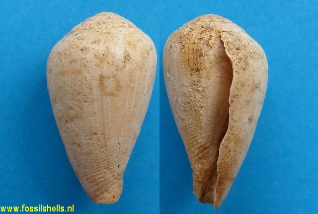 Conus californicus