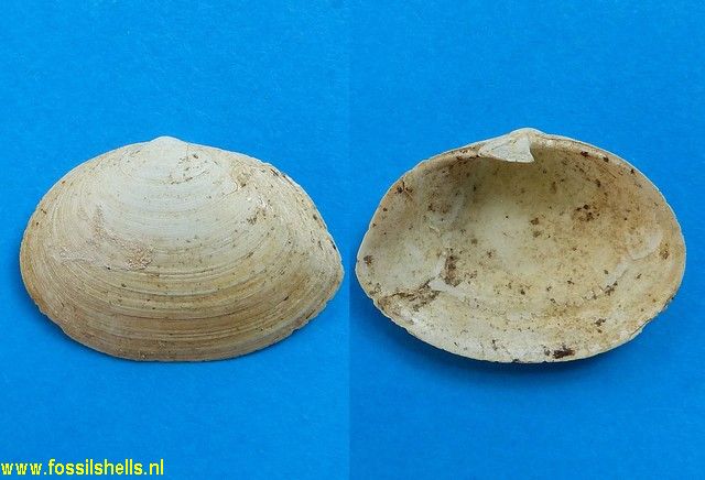 Cryptomya californica