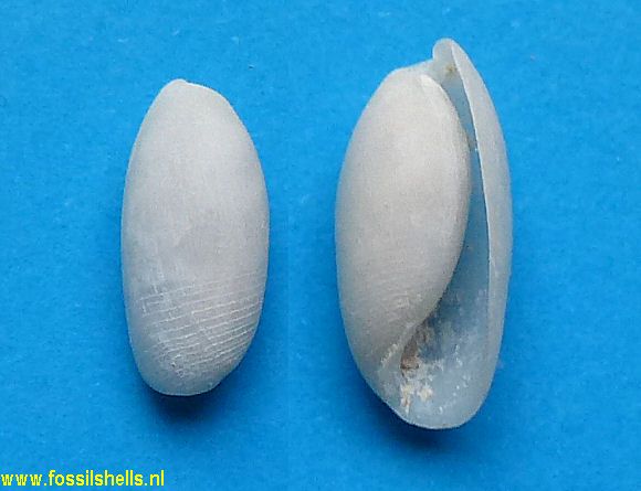 Atys cylindrica