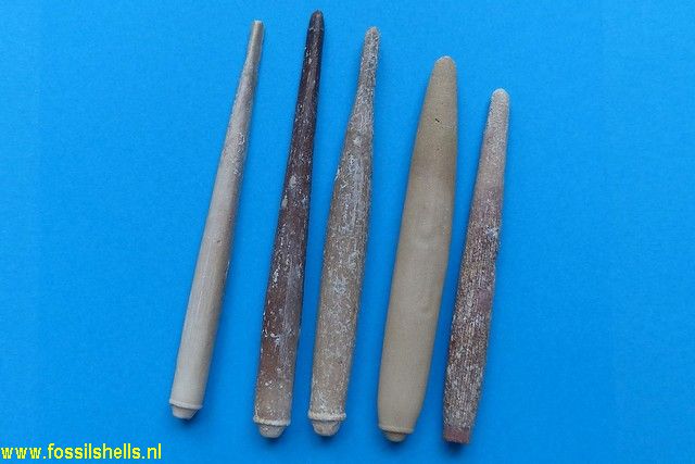 Heterocentrotus mammillatus