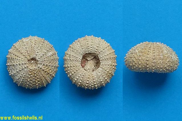 Temnopleurus species