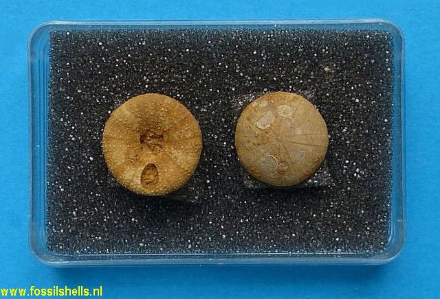 Holectypus depressus