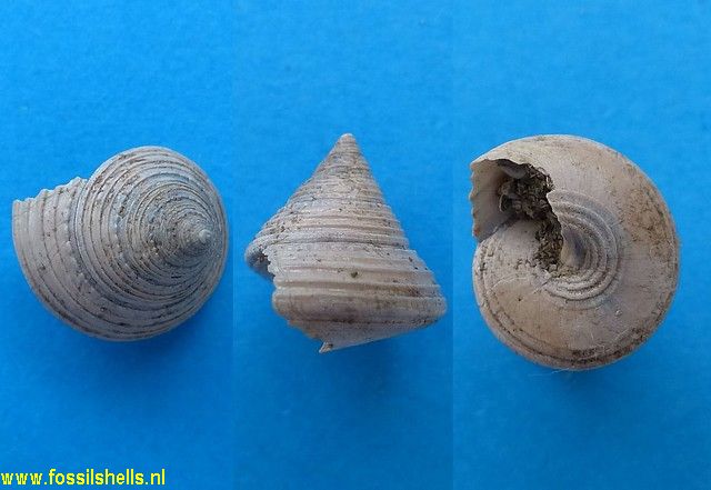 Calliostoma occidentale