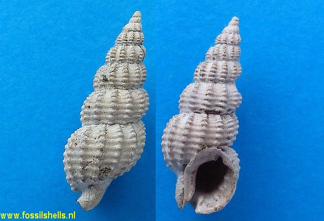 Nassarius consociatus