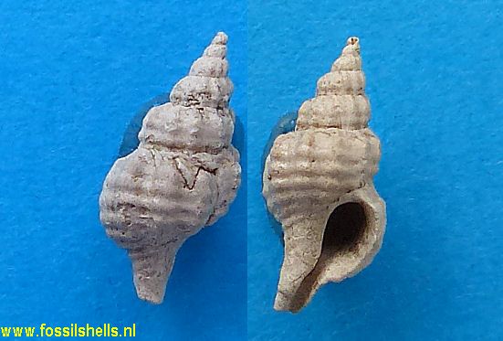 Fusinus species