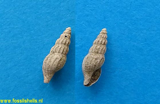 Bela antwerpiensis
