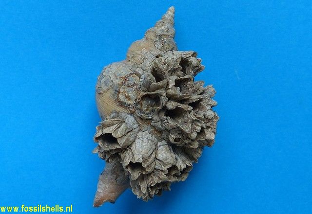 Balanus on Neptunea