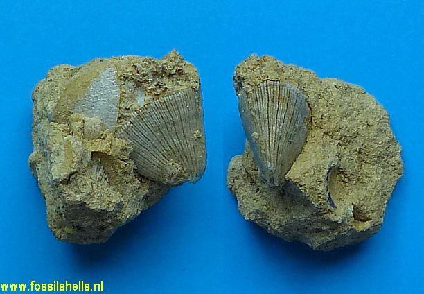 Unidentified Cnidaria