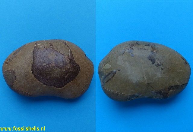 International Fossil Shell Museum - Foundation for the study of shells ...