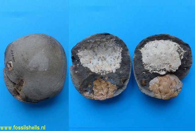 International Fossil Shell Museum - Foundation for the study of shells ...