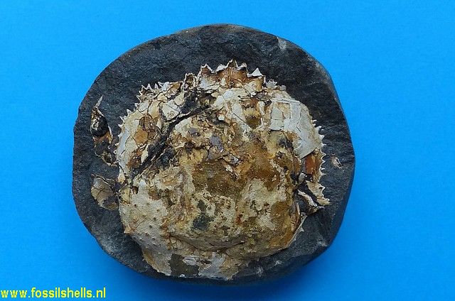 International Fossil Shell Museum - Foundation for the study of shells ...