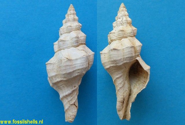 Fasciolaria pecchioli