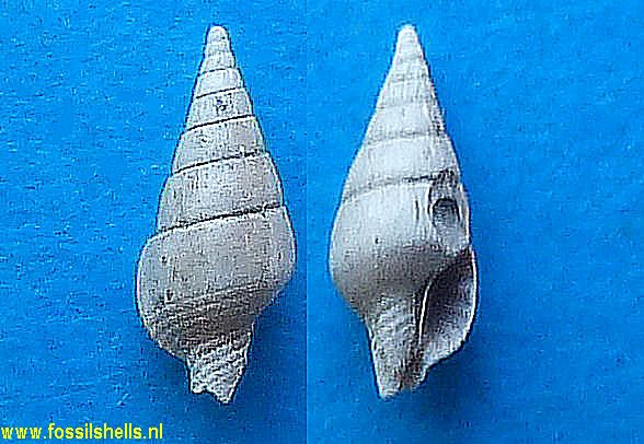 Mitrella species