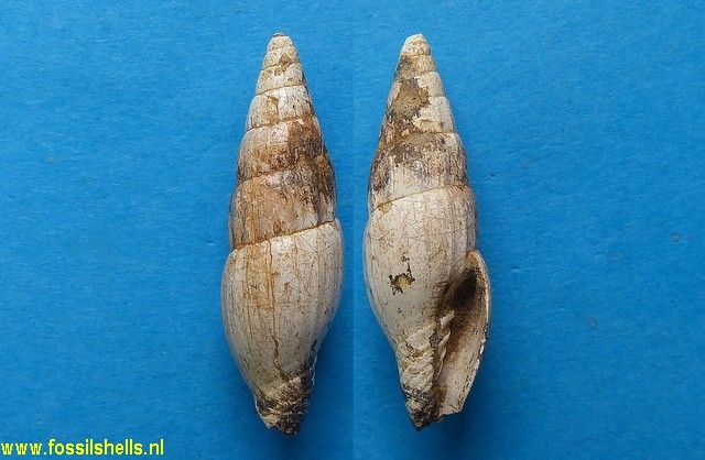 Mitra ebenus