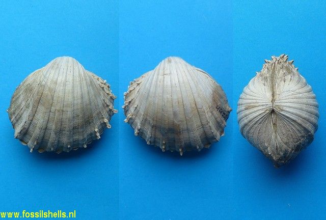 Acanthocardia paucicostata