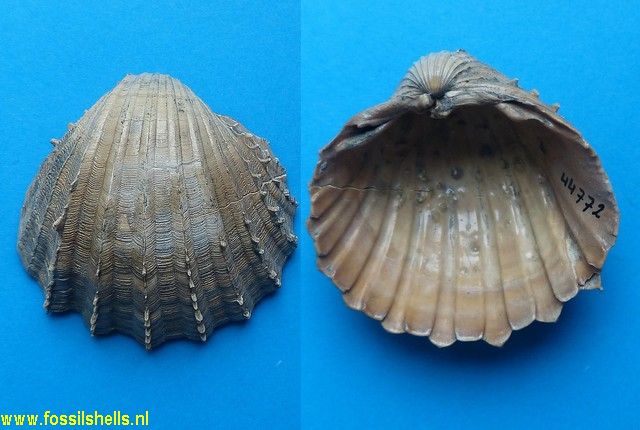 Acanthocardia paucicostata