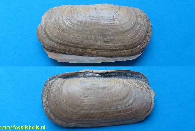 Solecurtus scopula